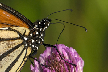 Proboscis on Monarch butterfly (Danaus plexippus) photo | TPT