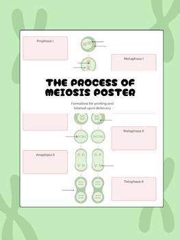 Preview of Biology Tool: Process of Meiosis Worksheet and Poster Classroom Decor