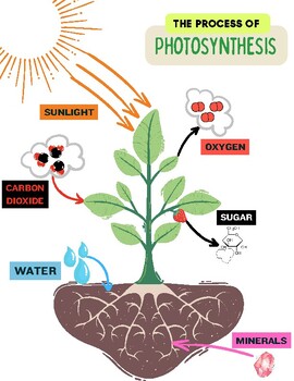 Process of Photosynthesis Packet for Elementary Science by Connor Gilligan