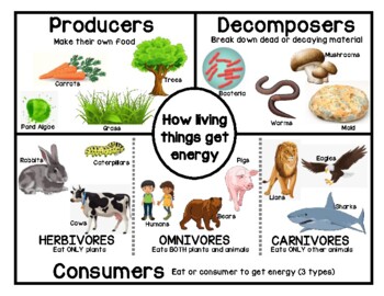 Producers Consumers Decomposers Anchor Chart By Deborah Tomoff