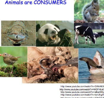 Preview of Producers, Consumers & Decomposers - Lesson Presentations, Videos