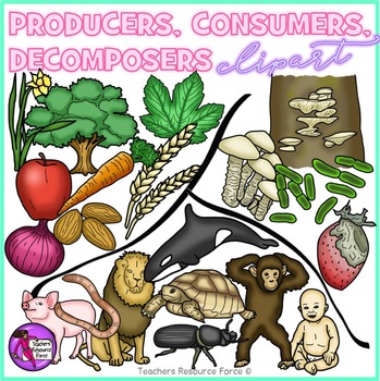 Preview of Producers, Consumers & Decomposers realistic clip art