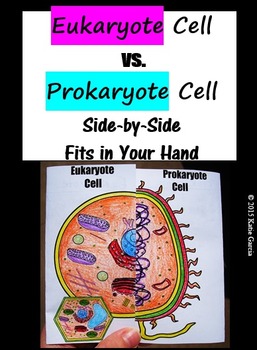 Preview of Prokaryote & Eukaryote Cell Comparison Side by Side