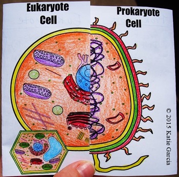 Prokaryote & Eukaryote Cell Comparison Side by Side by Mrs G Classroom