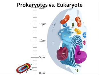 Preview of Prokaryote vs. Eukaryote PowerPoint presentation