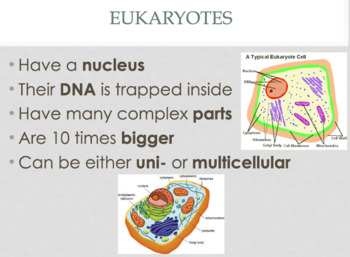 Preview of Prokaryotes vs. Eukaryotes PowerPoint Lesson | Middle School Science