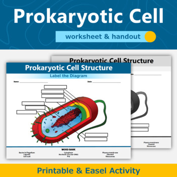 Preview of Prokaryotic Cell Diagram Worksheet and Handout 