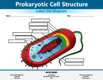 Prokaryotic Cells Labeled