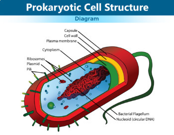 Although a prokaryotic cell has no defined nucleus, yet DNA is not  scattered throughout the cell. Explain.