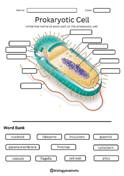 Prokaryote Cell Diagram