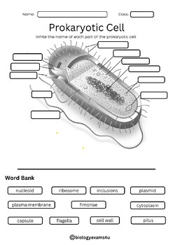 prokaryotic cell structure