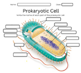 Prokaryotic Cell Structure Worksheets Power Point Bundle w