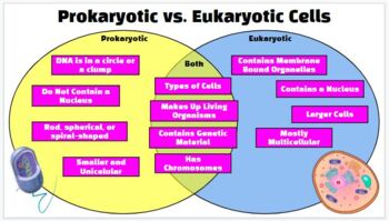 Prokaryotic Cell vs Eukaryotic Cell Venn Diagram by Works by Shannon