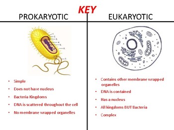 Prokaryotic VS Eukaryotic T Chart Cut & Paste by Inabinet's Innovations