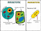 Prokaryotic Vs. Eukaryotic Poster