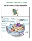 Prokaryotic and Eukaryotic Cell Notes