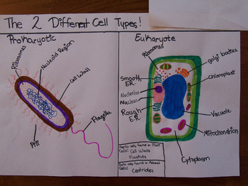 Preview of Prokaryotic and Eukaryotic cell poster activity with rubric guide