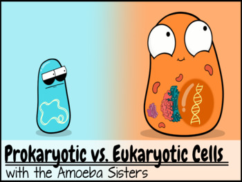 Prokaryotic vs. Eukaryotic Cells ANSWER KEY by The Amoeba Sisters