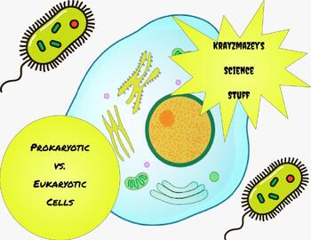 Prokaryotic vs. Eukaryotic Cells Maze Review by Krayzmazey's Science Stuff