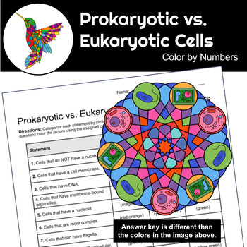 9. Schematic organisation of prokaryotic and eukaryotic cells. | Download  Scientific Diagram