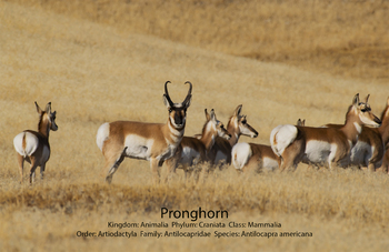 Preview of Pronghorn (Antilocapra americana) JPEG with taxonomy Powerpoint photo
