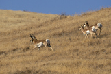 Pronghorn (Antilocapra americana) running stock photo