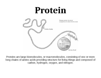 Preview of Protein/Enzyme Vocabulary Word Wall