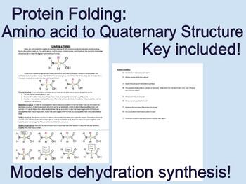 Protein Folding Worksheets Teaching Resources Tpt