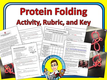 Protein Folding Worksheets Teaching Resources Tpt