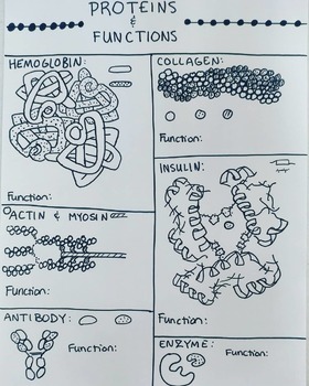 Preview of Protein Structure & Function Coloring Worksheet