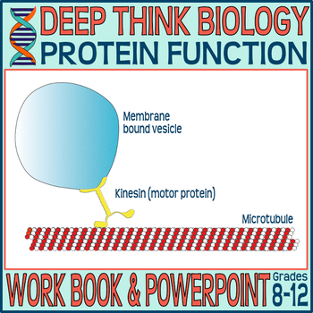 Preview of Protein Function (including enzymes, hormones & others) - Deep Think Biology 7
