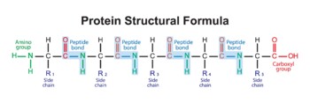 Preview of Protein Structural Formula. Peptide Bonds Formtion from Amino acids.