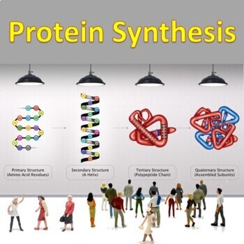 Preview of Protein Synthesis