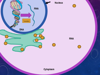 simple protein synthesis animation