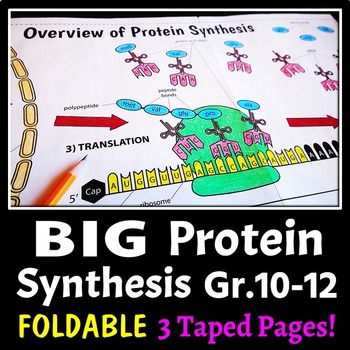 Preview of Protein Synthesis - Big Foldable for Interactive Notebooks or Binders