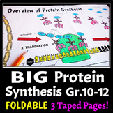 Protein Synthesis - Big Foldable for Interactive Notebooks