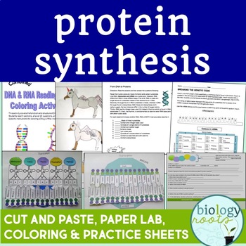 Preview of Protein Synthesis Bundle