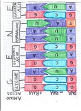 Protein Synthesis DNA Interactive Notebook