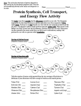 Preview of Protein Synthesis, Cell Transport, and Energy Flow Activity