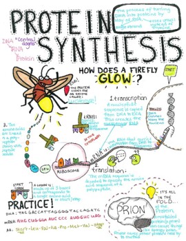 Protein Synthesis Doodle Notes by Biologikale | TPT