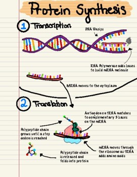protein synthesis chart