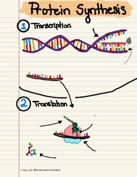 Protein Synthesis Doodle Notes by SarcasticScienceTeacher | TPT