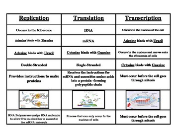 Protein Synthesis Graphic Organizer Answer Key - FerisGraphics