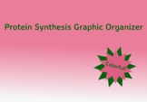 Protein Synthesis Graphic Organizer
