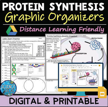 Preview of Protein Synthesis Graphic Organizer