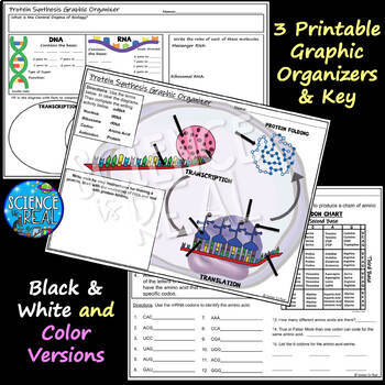 https://ecdn.teacherspayteachers.com/thumbitem/Protein-Synthesis-Graphic-Organizer-5738162-1690032795/original-5738162-2.jpg