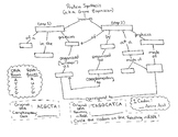 Protein Synthesis Graphic Organizer with Answer Key