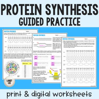Preview of Protein Synthesis Guided Practice - Transcription and Translation