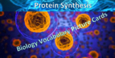 Protein Synthesis: Biology Vocabulary Picture Cards