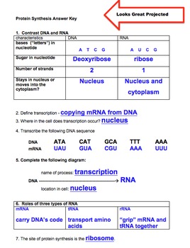 online homework 10 protein synthesis